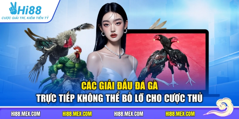 Các giải đấu đá gà trực tiếp không thể bỏ lỡ cho cược thủ