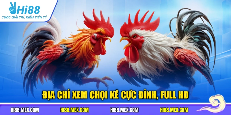 Địa chỉ xem chọi kê cực đỉnh, full HD